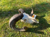 Beautiful Black Hawaiian Ram/Sheep Skull-Big horns 26 inches long & 15 inch spread Great Western/Log