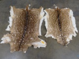 2 Really Nice Axis Deer Hides (2x$) TAXIDERMY