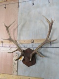 Elk Rack on Plaque TAXIDERMY