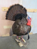 Lifesize Strutting Turkey TAXIDERMY