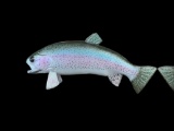 Beautiful Repro Rainbow Trout fish Taxidermy mount, 13 inches long New in Box great Nautical Decor