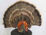 Turkey Tail & Beard Display TAXIDERMY