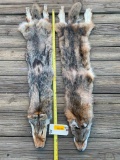 2 NEW, X Large, soft tanned Coyote furs/hides/skins, app. 52 inches long great log cabin Taxidermy