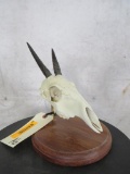 Steinbok Skull on Plaque TAXIDERMY