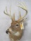 WHITETAIL SH MT W/LARGE BROW TYNES TAXIDERMY
