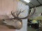 Bugling Red Stag Sh Mt TAXIDERMY