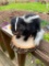 CUTE, little Baby Skunk, 9 1/2 inches long x 5 inches wide & 5 inches tall on a wood base, Great, We