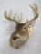 Wide Spread 10 Pt Whitetail Sh Mt TAXIDERMY