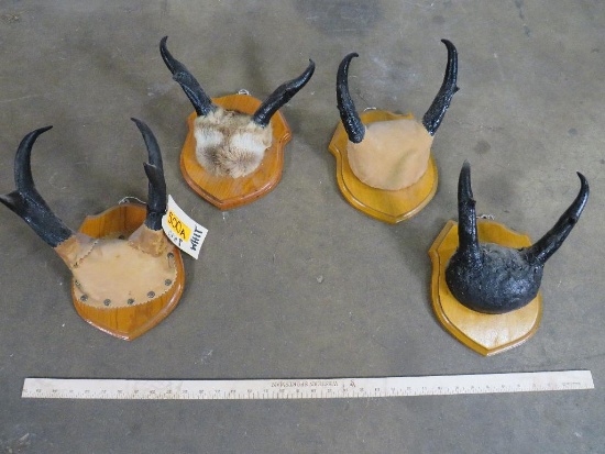 4 Sets of Pronghorn Horns on Plaques (ONE$) TAXIDERMY