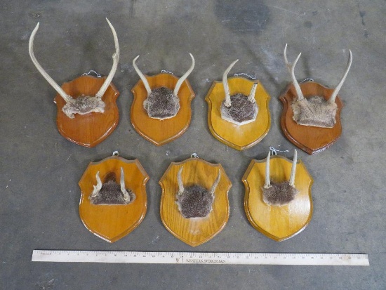 7 Sets of Spike Whitetail Antlers on Plaques (ONE$) TAXIDERMY
