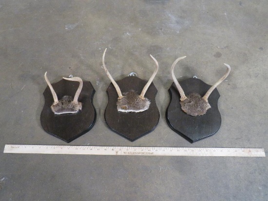 3 Sets of Spike Whitetail Antlers on Plaques (ONE$) TAXIDERMY