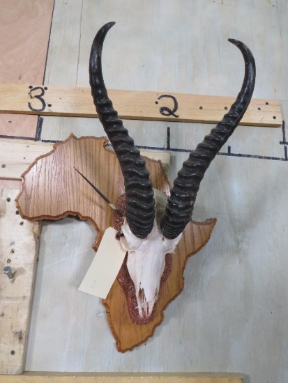 Springbok Euro on Africa Shaped Plaque TAXIDERMY