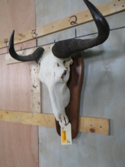 Wildebeest Skull on Plaque TAXIDERMY
