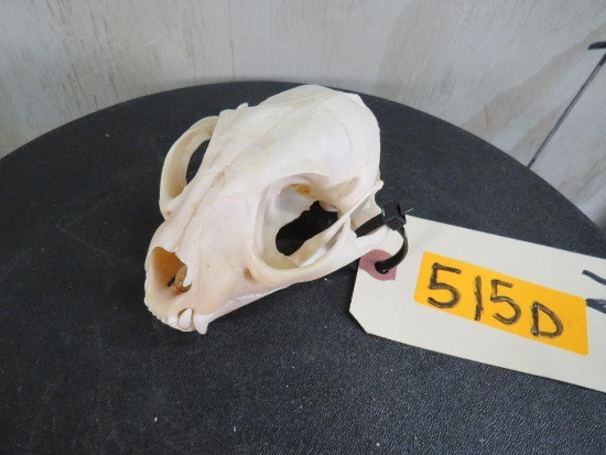 Bobcat Skull TAXIDERMY ODDITY