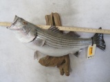 Striped Bass Fish Mt on Plaque TAXIDERMY