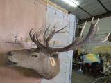 Bugling Red Stag Sh Mt TAXIDERMY