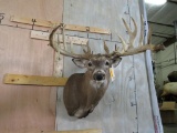 XL Uncommon Whitetail Sh Mt w/Lots of Points TAXIDERMY