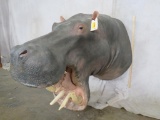 Hippo Real Skin Reproduction Teeth Sh Mt TAXIDERMY