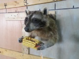 Raccoon Eating Corn TAXIDERMY