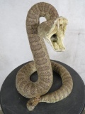 Striking Rattle Snake 10.5