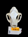 XX LG. Mtn. Lion, Cougar Skull, Excellent teeth, 7 1/2 inches long X 5 inches wide - Great Oddity Ta