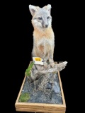 Beautiful, Lifesize Grey Fox, Taxidermy Mount, 31 inches tall, 16 inches wide and 26 1/2 inches long