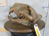 Painted Tiger Skull *TX RESIDENTS ONLY* TAXIDERMY