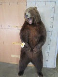 Lifesize Standing Brown Bear TAXIDERMY