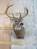 Whitetail Sh Mt W/Thick Tynes TAXIDERMY