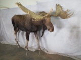 Lifesize Moose *No Stand* Reproduction Antlers* TAXIDERMY