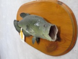 Bass Fish Mt on Plaque TAXIDERMY