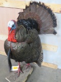 Lifesize Strutting Turkey TAXIDERMY