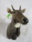 Nilgai Sh Mt TAXIDERMY