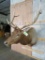 Elk Sh Mt TAXIDERMY