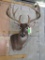 10 Pt Whitetail Sh Mt TAXIDERMY