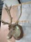 CARIBOU SH MT W/UNIQUE ANTLERS TAXIDERMY