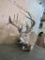 Lifesize Leaping Whitetail TAXIDERMY