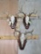 3 Whitetail Skulls on Plaques (3x$) TAXIDERMY