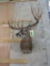 Really Nice Whitetail Sh Mt TAXIDERMY