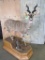 Really Nice Lifesize Lesser Kudu on Base TAXIDERMY
