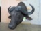 CAPE BUFFALO SH MT TAXIDERMY