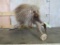 Lifesize North American Porcupine on Moose Antler Base TAXIDERMY