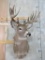 WHITETAIL SH MT W/LOTS OF POINTS TAXIDERMY