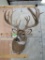 XL WHITETAIL SH MT W/LOTS OF POINTS TAXIDERMY