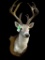 15 point antlers, - Texas White-Tail, deer sho. mount Taxidermy, hunting lodge-log cabin decor