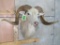 TX Dall Sheep Sh Mt TAXIDERMY