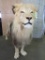 Lifesize Free Standing African Lion *TX RES ONLY* TAXIDERMY