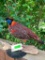 RARE - Temminck's Tragopan Pheasant Beautiful, NEW, Taxidermy mount, 18 inches long X 15 inches tall