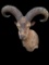 Rarely seen, Taxidermy, Eastern TUR, sho. mount, Trophy size horns, 28 inches long & 22 inch spread