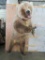 Lifesize Standing Brown Bear *no base* TAXIDERMY